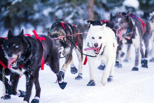 Sled Dog Racing