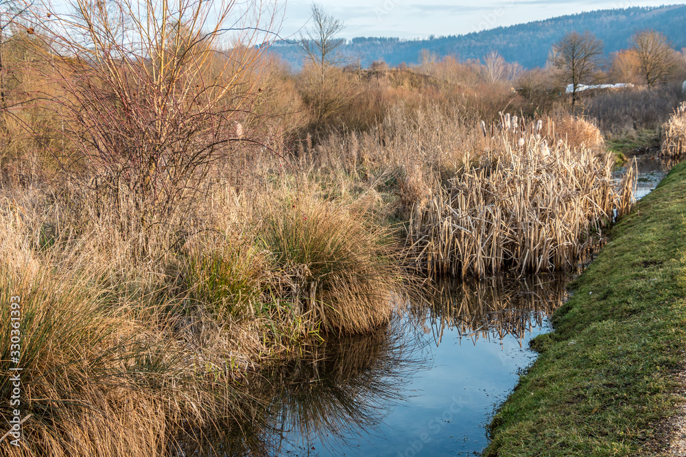 Marshland with smelling brackish water and a lot of reeds Marshland with smelling brackish water and a lot of reeds