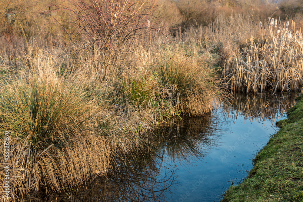 Marshland with smelling brackish water and a lot of reeds Marshland with smelling brackish water and a lot of reeds