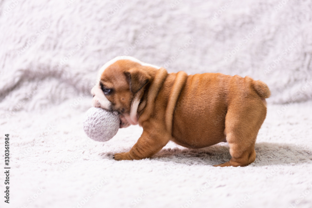 Small, little english bulldog puppy, baby, newborn