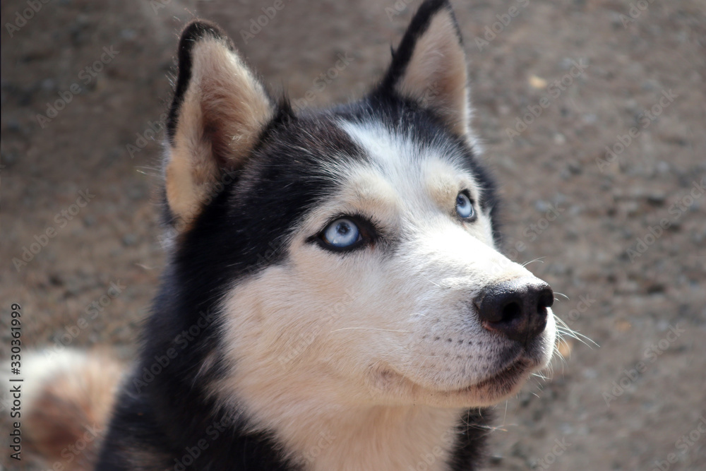 Siberian husky dog close-up. Portrait of a friendly breed of pets with an expressive and attentive look of a blue eyes. Siberian husky dog close-up. Portrait of a friendly breed of pets with an expressive and attentive look of a blue eyes.
