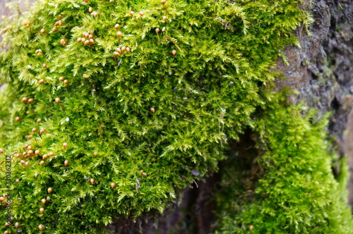 Fototapeta Naklejka Na Ścianę i Meble -  moss on tree