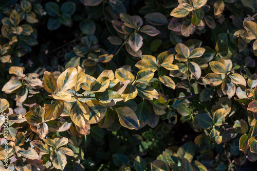 Euonymus fortunei Emerald n gold photo