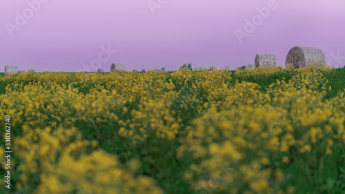 Haystacks on a meadow blooming with yellow flowers