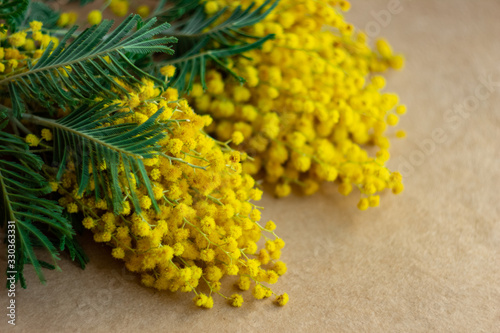 A branch of yellow mimosa on craft paper in a slight defocus  textured background for text about spring and dreams