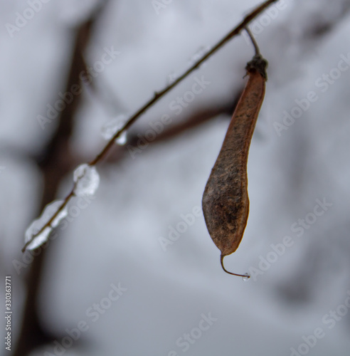 The branch of the tree in cold winter is covered with ice sheets like diamonds
