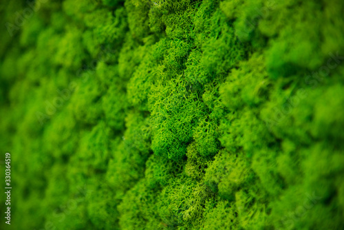  Green moss as a background grows in the interior of the office on the wall. Texture of angry moss on the wall.