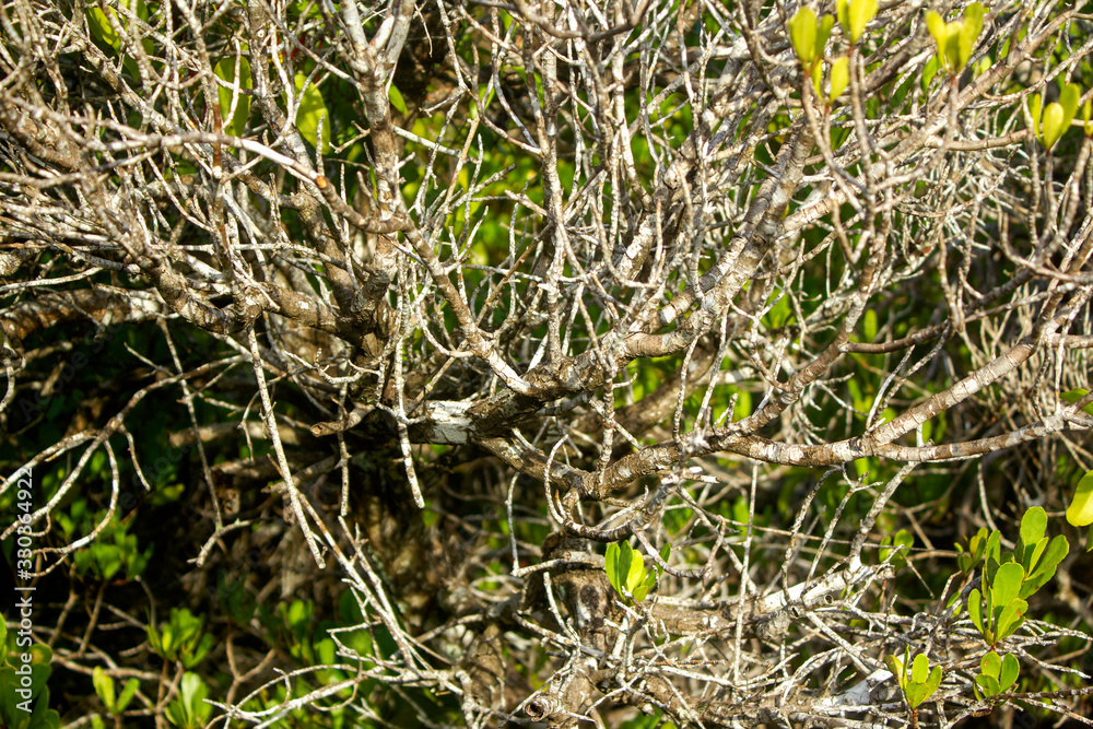 grass in the field grass in the field