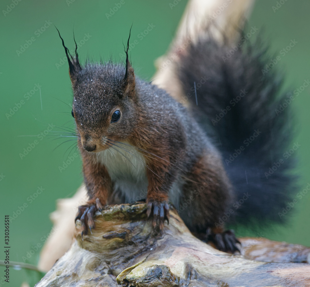 Obraz premium écureuil roux