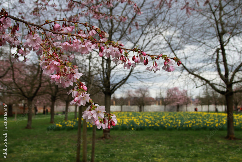 japanese cherry blossom - Schwetzingen Germany japanese cherry blossom - Schwetzingen Germany