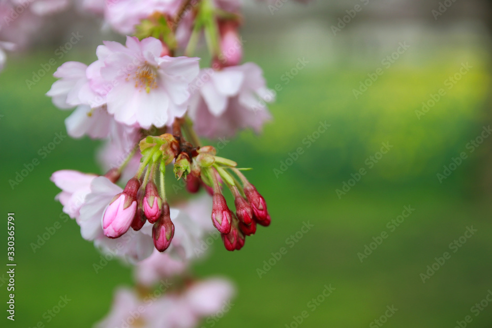 japanese cherry blossom - Schwetzingen Germany japanese cherry blossom - Schwetzingen Germany