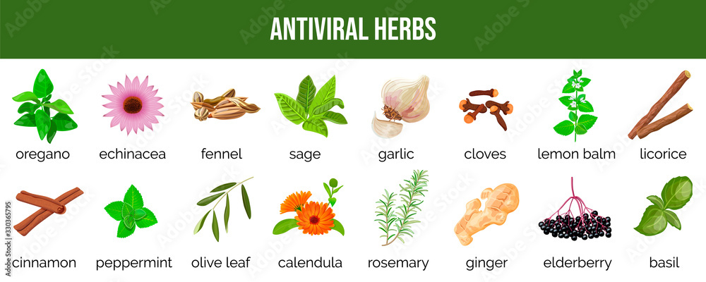 Fototapeta Set of antiviral herbs..food sources, natural herbs and spices to neutralize viruses. healthy lifestyle.