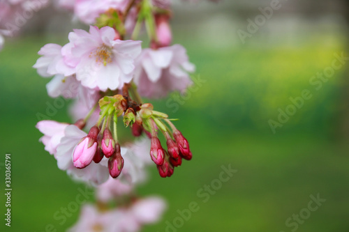 japanese cherry blossom - Schwetzingen Germany