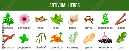 Set of antiviral herbs..food sources, natural herbs and spices to neutralize viruses. healthy lifestyle.