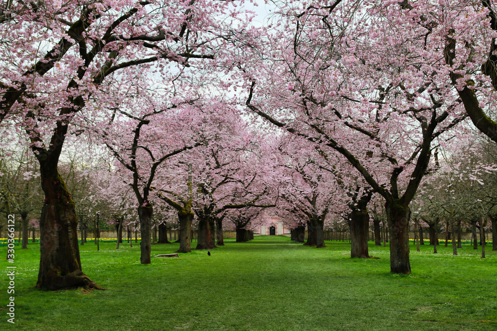 japanese cherry blossom - Schwetzingen Germany japanese cherry blossom - Schwetzingen Germany