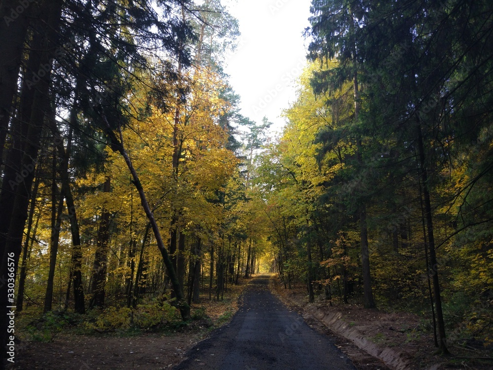 Fototapeta premium road in forest