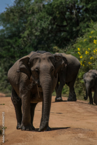 elephant wildlife