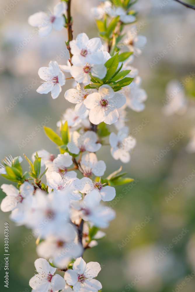 Flowering branch of fruit tree. Cherry blossomed in the spring. Flowering branch of fruit tree. Cherry blossomed in the spring.
