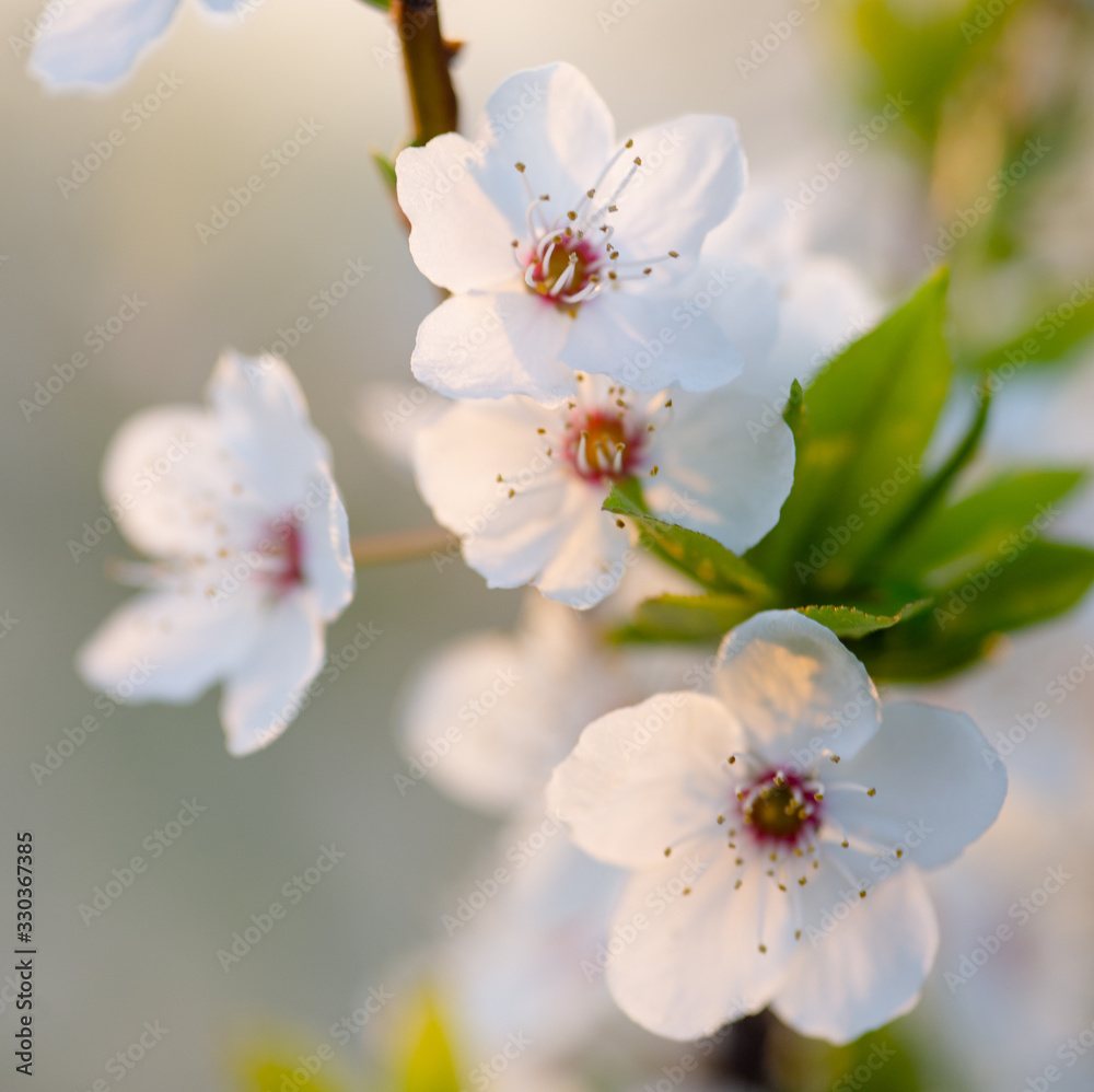 Flowering branch of fruit tree. Cherry blossomed in the spring. Flowering branch of fruit tree. Cherry blossomed in the spring.