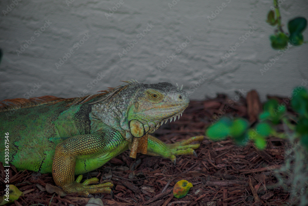 iguana iguana