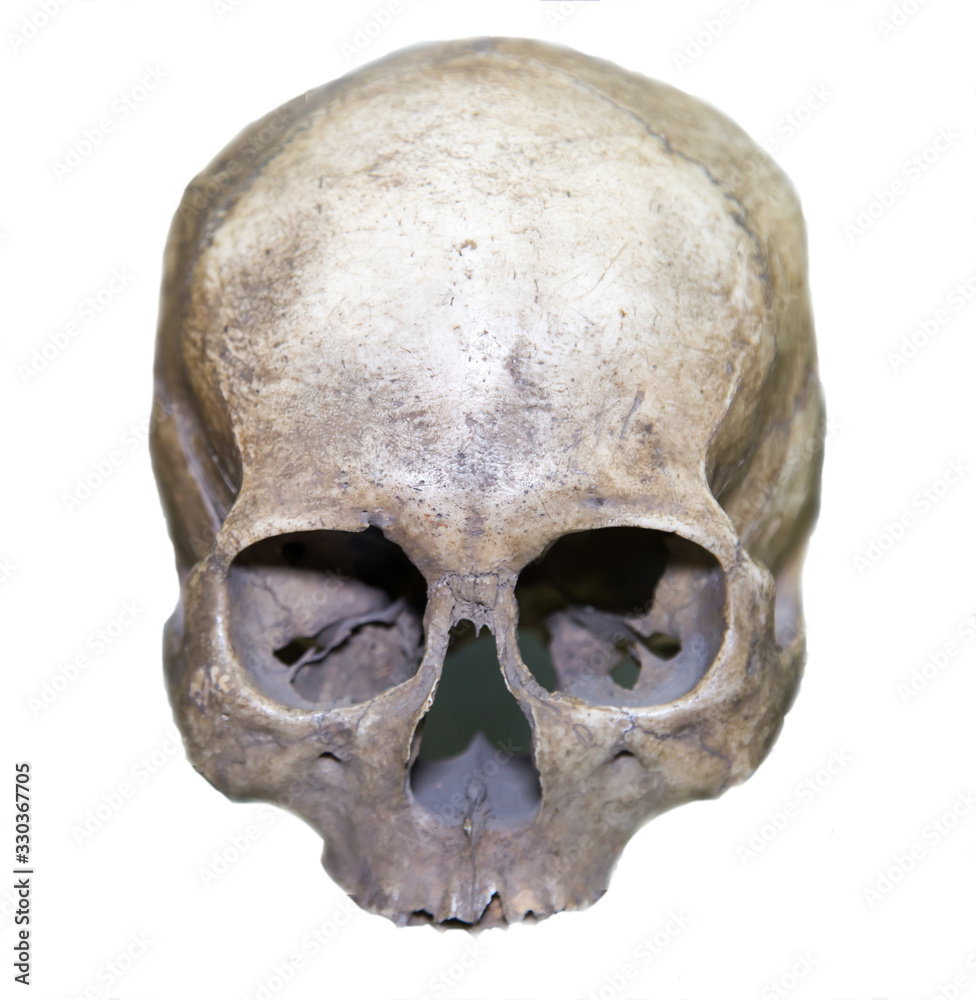 The skull of an Ethiopian (Homo sapiens) is gray isolated on a white background. Osteology, anatomy, the science of man. The skull of an Ethiopian (Homo sapiens) is gray isolated on a white background. Osteology, anatomy, the science of man.
