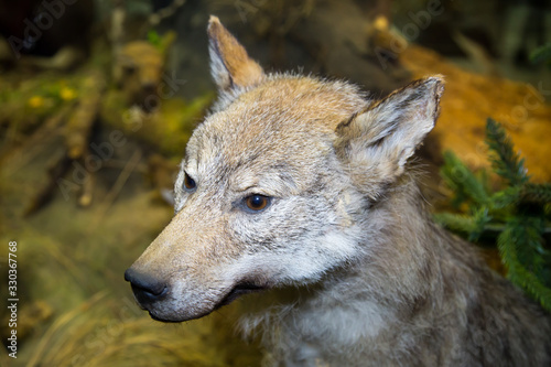 Portrait of a beautiful predator taiga Wolf  Canis lupus  with a focused gaze on a green background  stuffed. Animals  mammals.