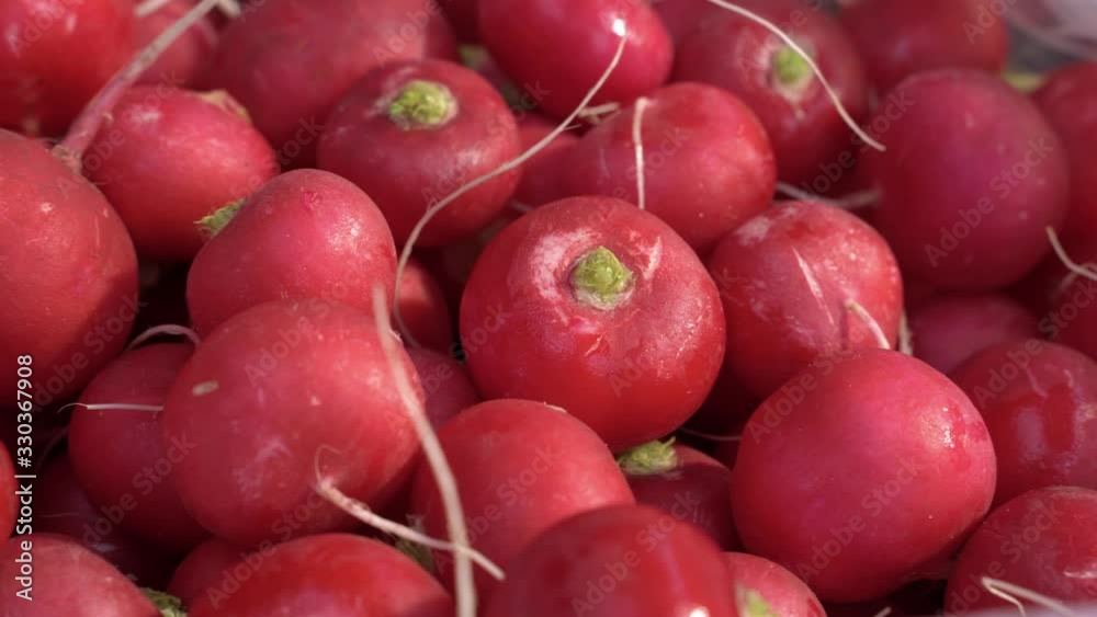 bunch of fresh spring radishes bunch of fresh spring radishes