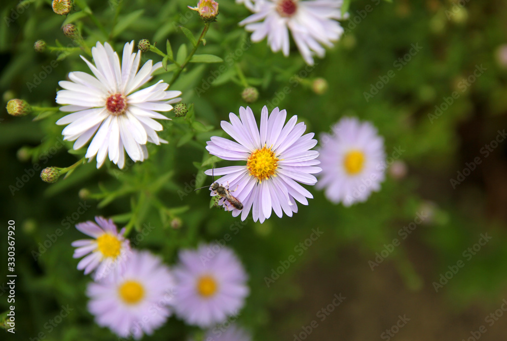 Fototapeta premium Fleur