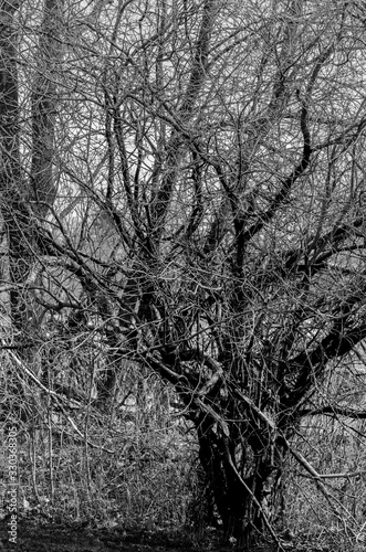 short knarled tree in black and white photo