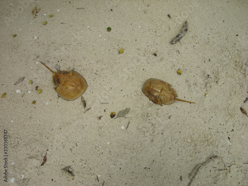 Couple of horshoe crabs on sandy beach photo