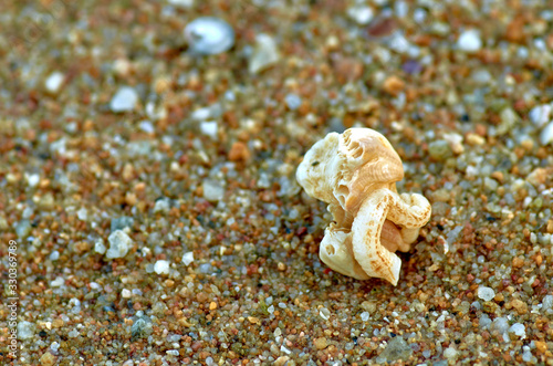 Seashell on the beach © nekrasov50