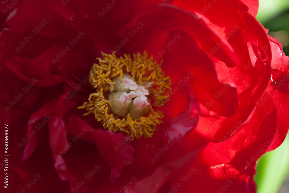 Fototapeta Red Peony Flower