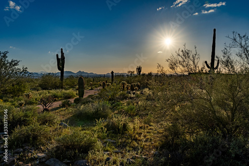 sonoran desert in Arizona at sunset