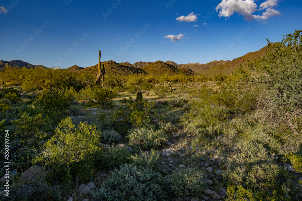 sonoran desert in Arizona at sunset