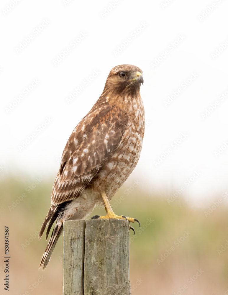 Red-shouldered Hawk (Buteo lineatus), Point Reyes National Seashore, California, USA Red-shouldered Hawk (Buteo lineatus), Point Reyes National Seashore, California, USA