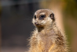 Cute meerkat portrait 