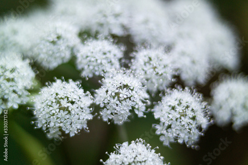 Beautiful Cnidium officinale Makino flower I met while climbing in the fall.