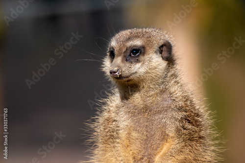 Cute meerkat portrait  © MW Photography 