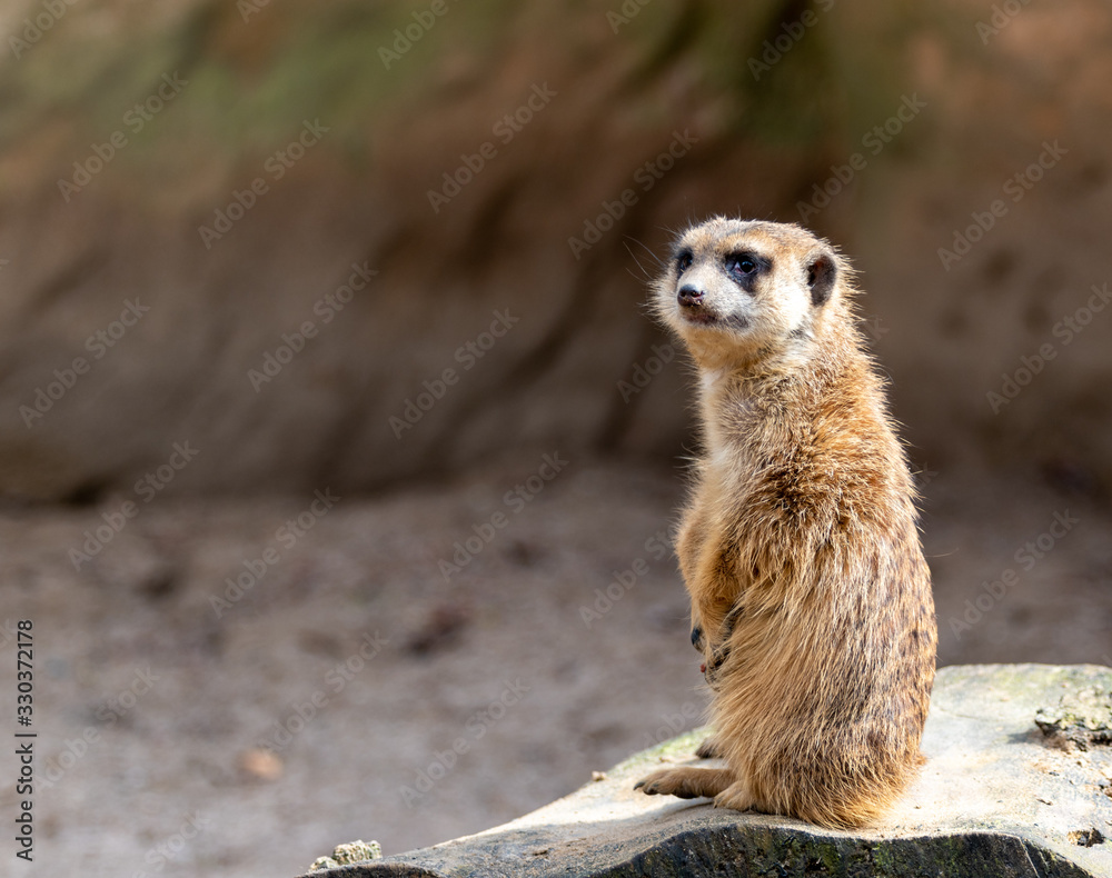 Fototapeta premium Cute meerkat stsnding on a rock