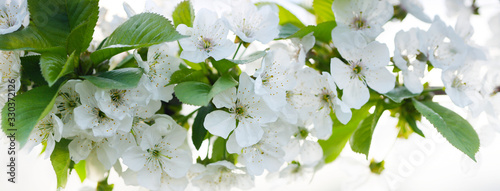 Valokuva Cherry twig in bloom. Nature horizontal background.