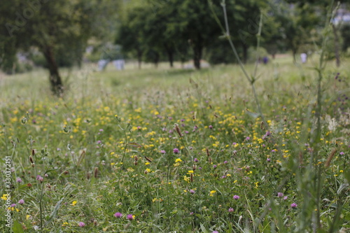 Vegetation in an urban park