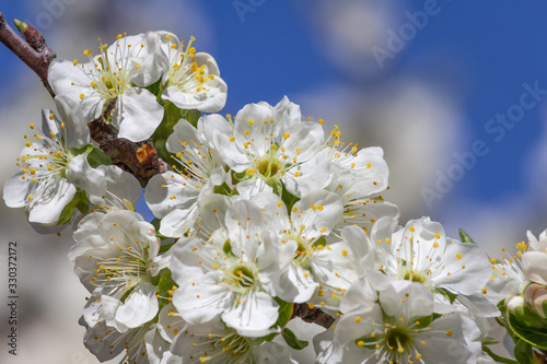 White plum flowers on blue background