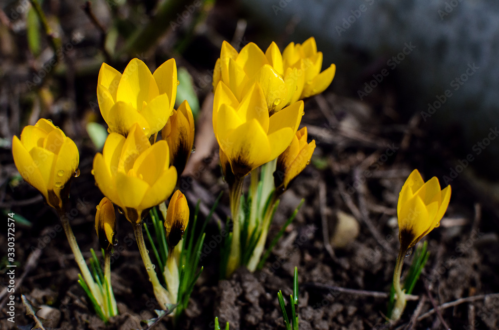 Little first spring flowers in the open air Little first spring flowers in the open air