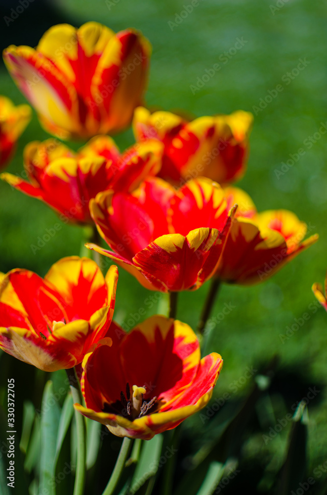 Slender spring tulips bloom outdoors Slender spring tulips bloom outdoors