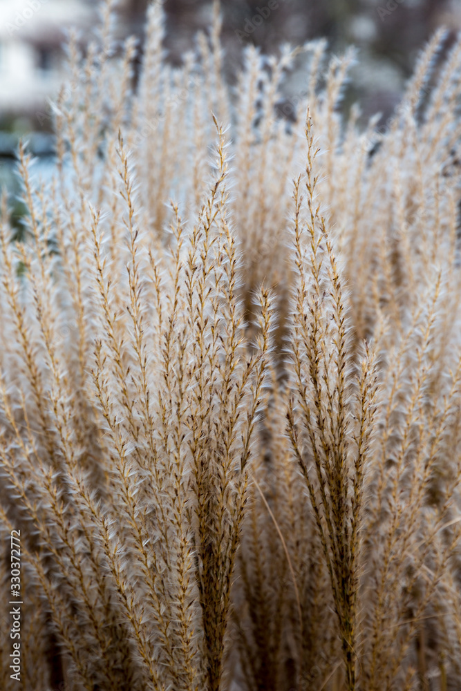 Fototapeta premium Green grass in garden durring winter