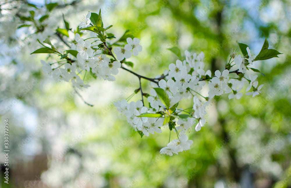 Lovely delicate cherry blossom in warm spring weather for background Lovely delicate cherry blossom in warm spring weather for background