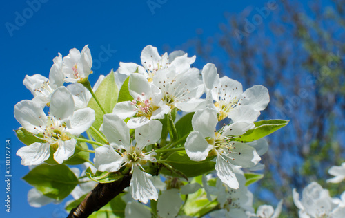 Lovely delicate cherry blossom in warm spring weather for background