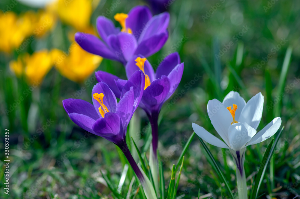 Field of flowering crocus vernus plants, group of bright colorful early spring flowers in bloom Field of flowering crocus vernus plants, group of bright colorful early spring flowers in bloom