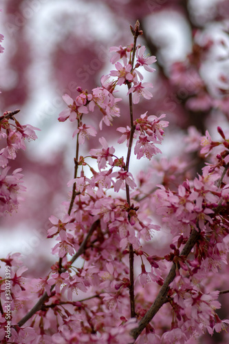 Prunus okame flowering early spring ornamental tree  beautiful small pink flowers in bloom