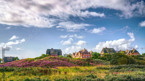 Blooming heather and thatched cottages in the dunes. Fairytale panorama landscape on the island of Sylt, North Frisian Islands, Germany. Hdr art photography.